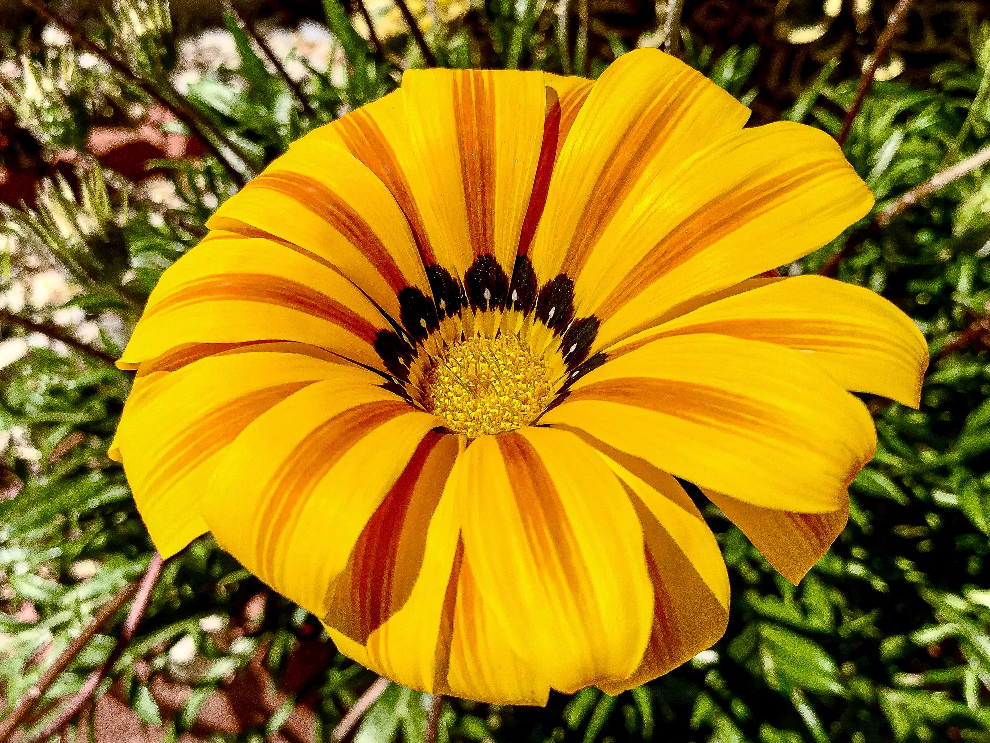 Golden Gazania — Quiet Bloom Botanicals