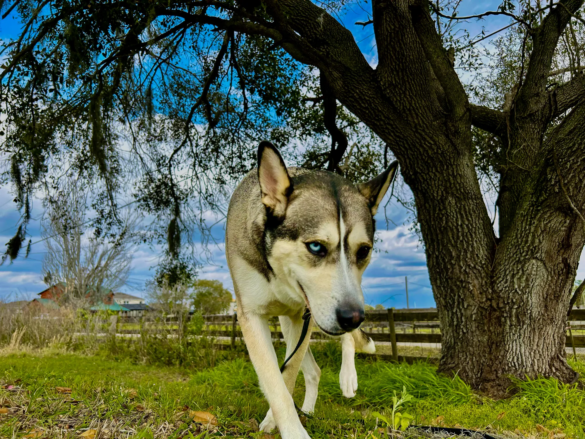 Husky Under Tree — Florida Paws