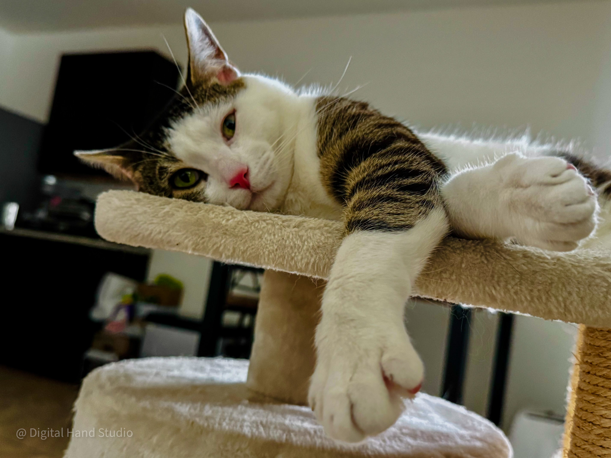 Soft Rest — Florida Paws