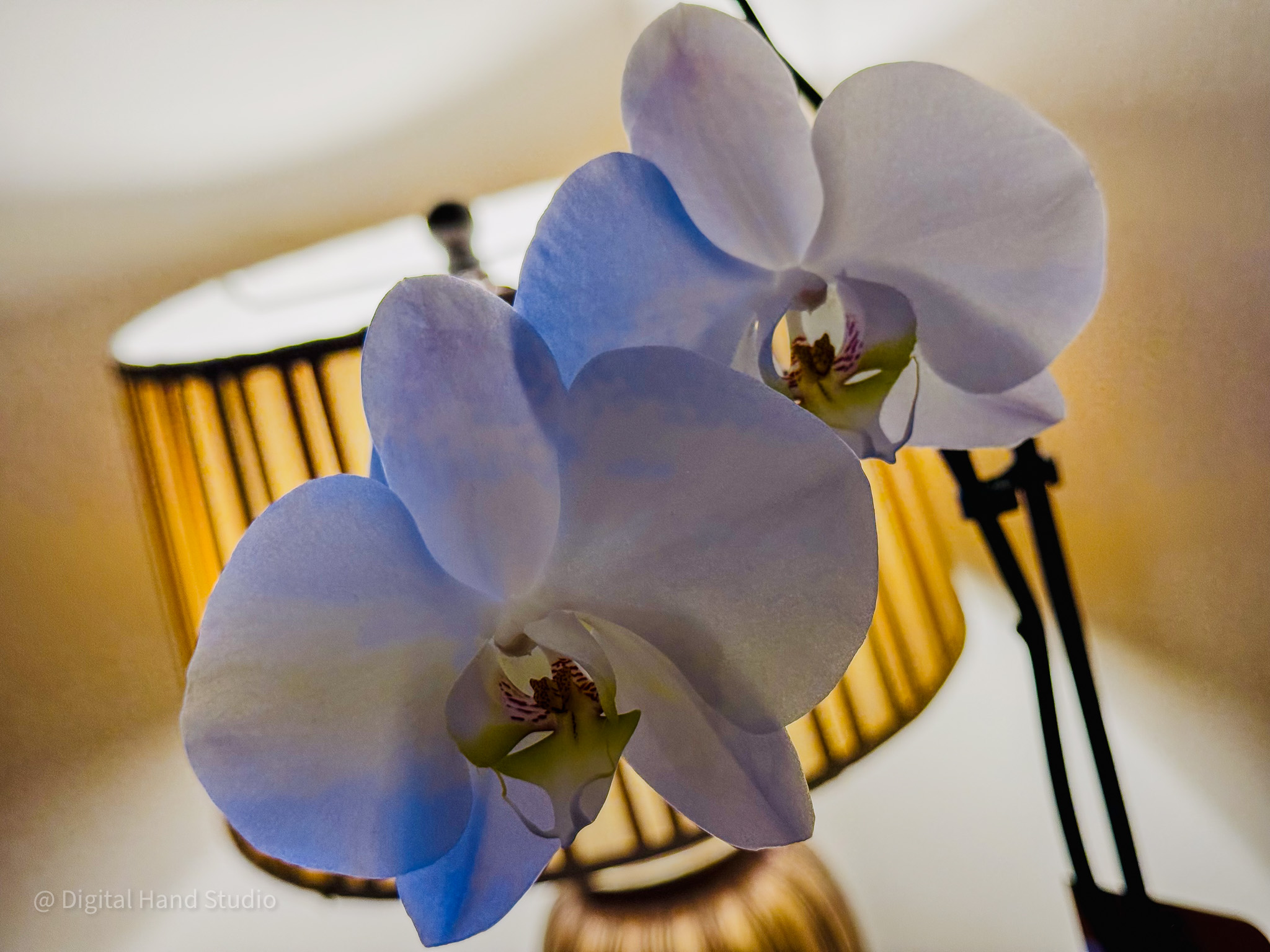 White Orchid Glow — Quiet Bloom Botanicals