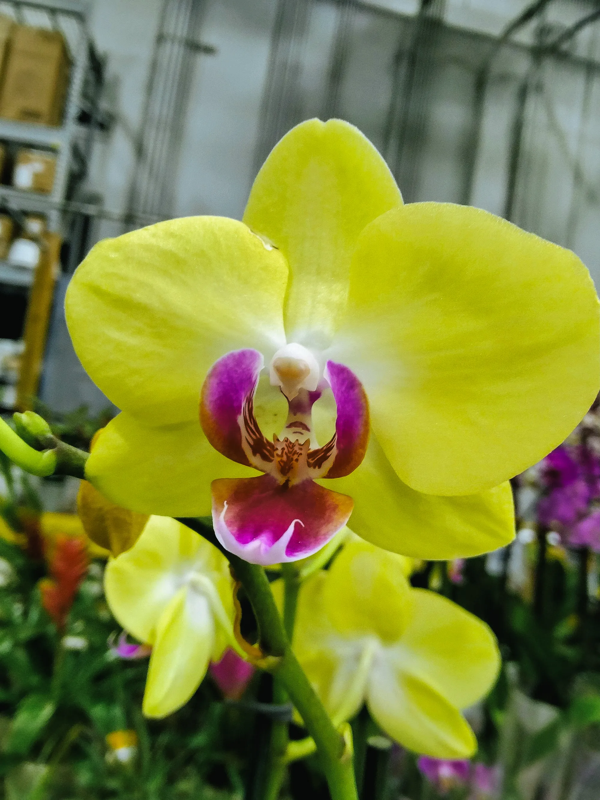 Yellow Orchid — Digital Hand Studio signature image